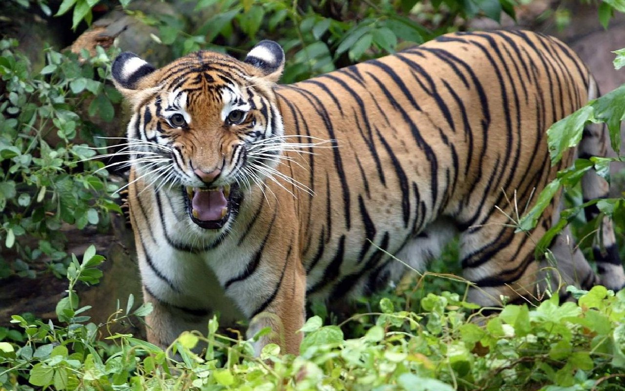 Ketua Departemen Kehutanan Malaysia Ramai Dihujat Usai Sebut Deforestasi Baik untuk Harimau
