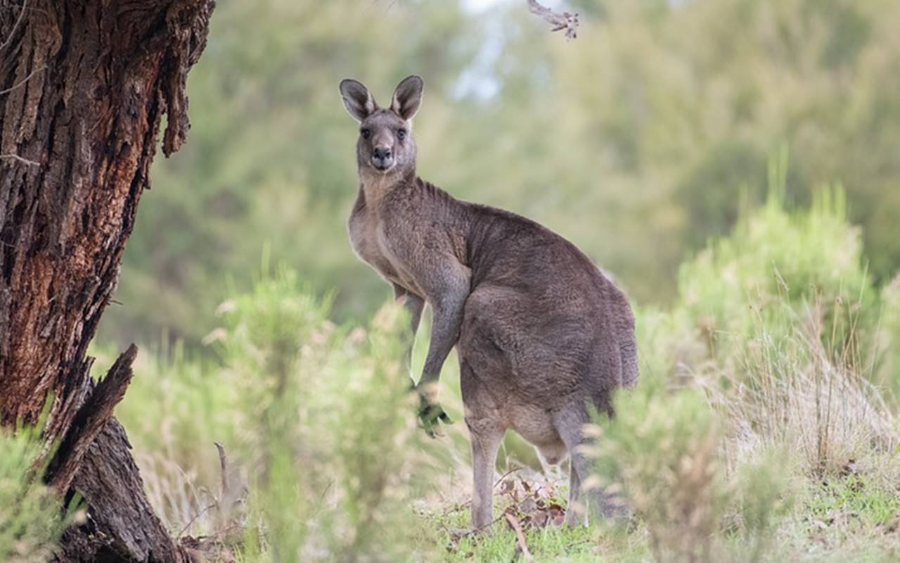 Serangan Kanguru di Australia Sebabkan Anak Usia 3 Tahun Alami Luka Robek Serius dan Syok