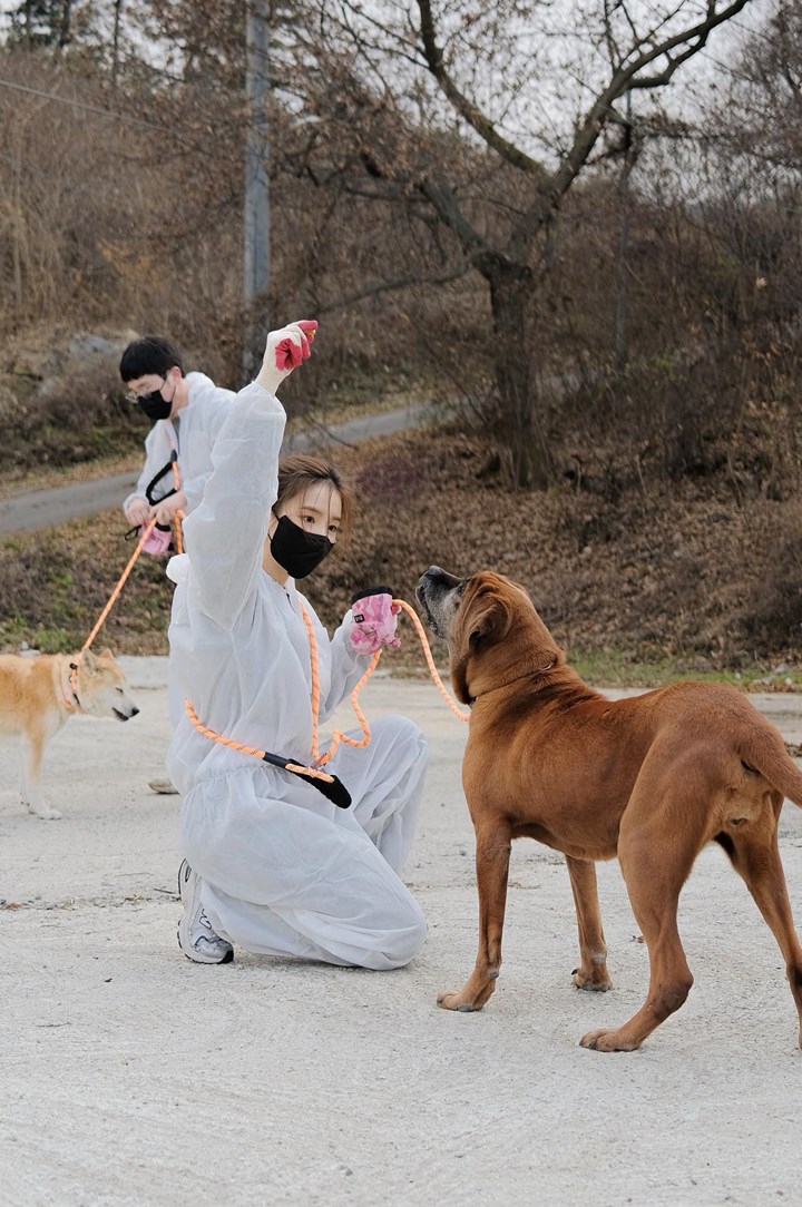 pecinta anjing