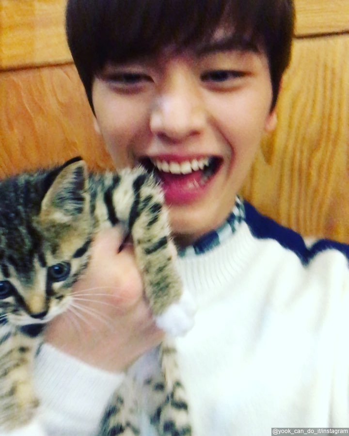 Pecinta kucing
