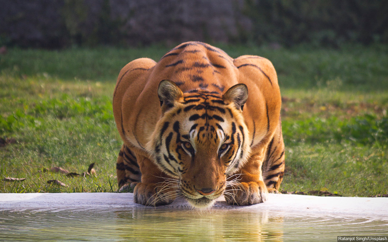 Petugas Kebun Binatang di Banjarnegara Tewas Diserang Harimau Saat Bersihkan Kandang