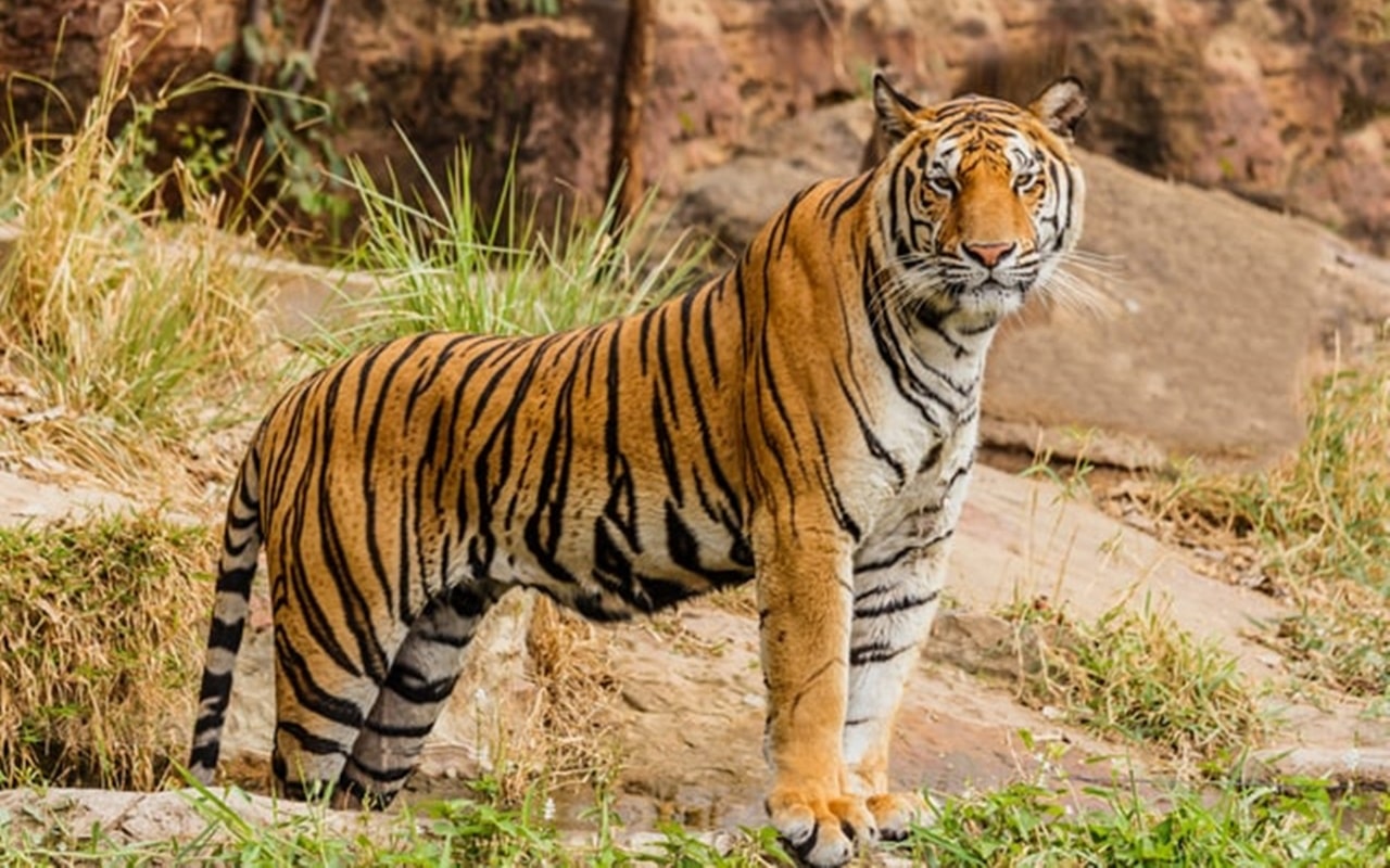 Kematian 3 Harimau Sumatera yang Terkena Jerat di Aceh Timur Jadi Sorotan Media Asing