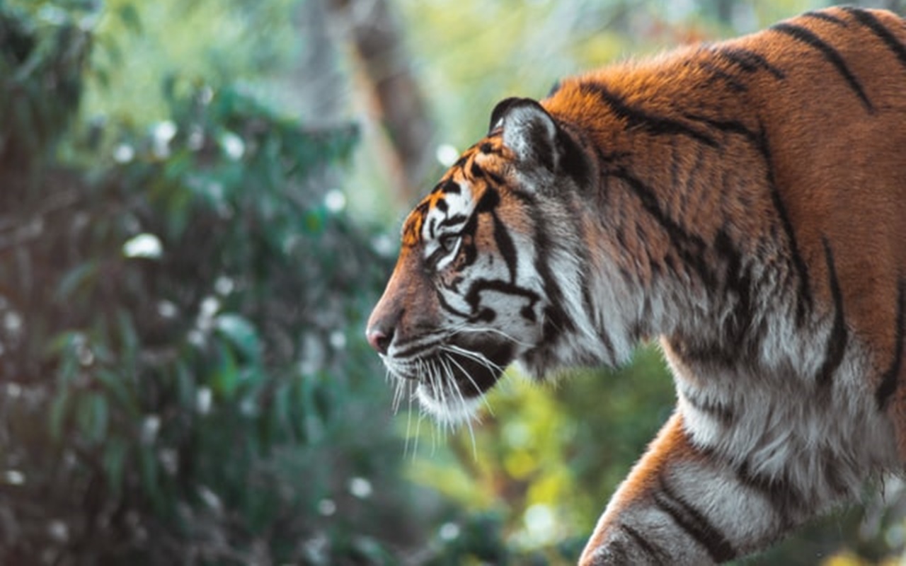Kematian Tiga Harimau Sumatera di Aceh Jadi Sorotan Media Asing, Polisi Tangkap 2 Tersangka