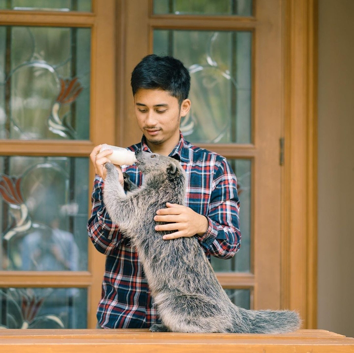 Menyuapi Beruang Kucing