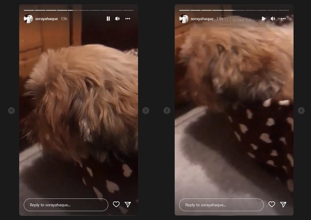 Kena Nyinyir Gara-gara Cium Anjing, Soraya Haque Tulis Kalimat Bijak Tapi Menohok Ini