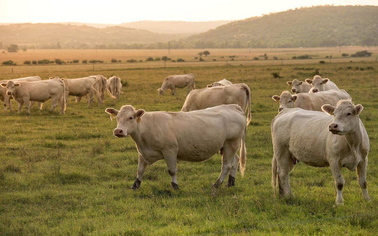 Wabah PMK Merebak, Pengamat Duga Berasal Dari Daging Impor Negara Ini