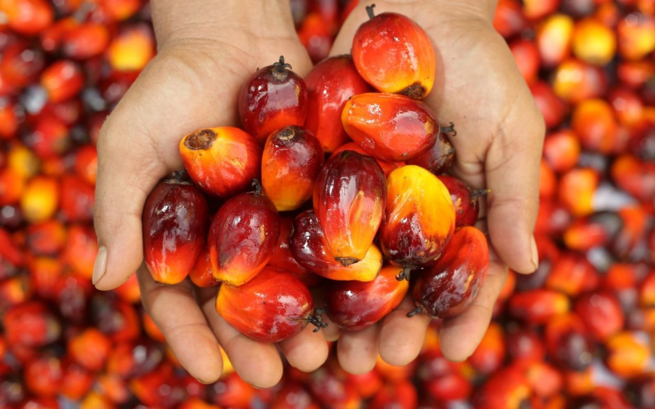 Gelar Demo, Ini Alasan Para Petani Bawa Tumpukan Kelapa Sawit ke Depan Kantor Menko Airlangga