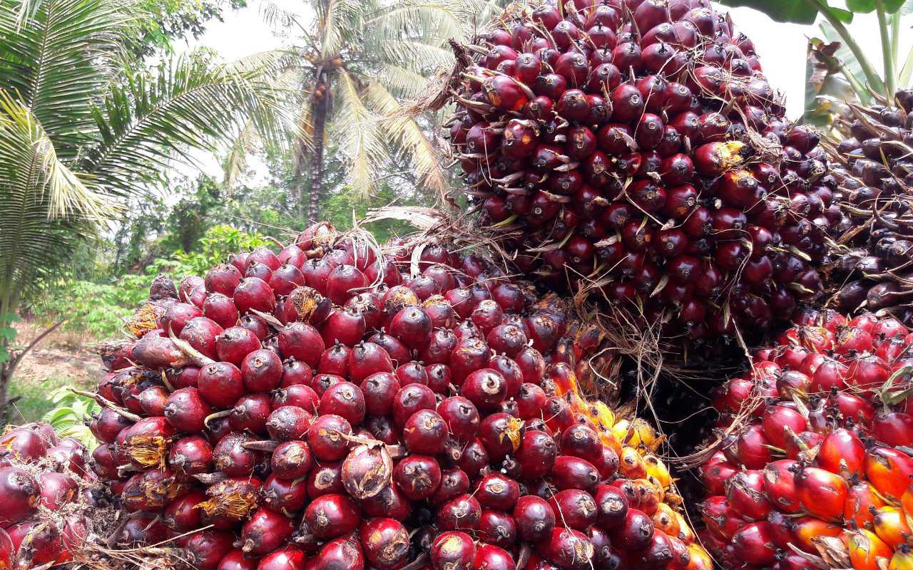 Petani-Pengusaha Sawit Sampaikan Terima Kasih Usai Jokowi Cabut Larangan Ekspor CPO