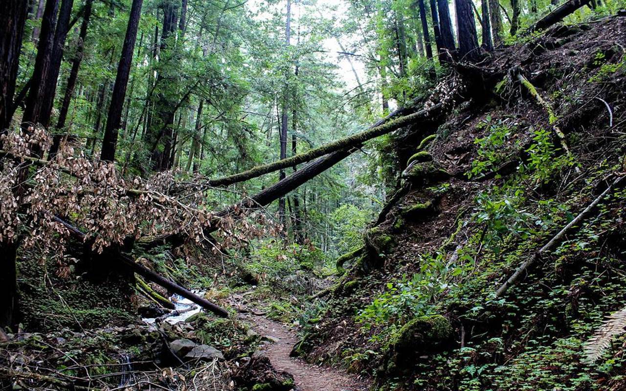 Hutan Purba Kuno Ditemukan Tersembunyi di Balik Sinkhole Raksasa di Tiongkok, Bikin Takjub!