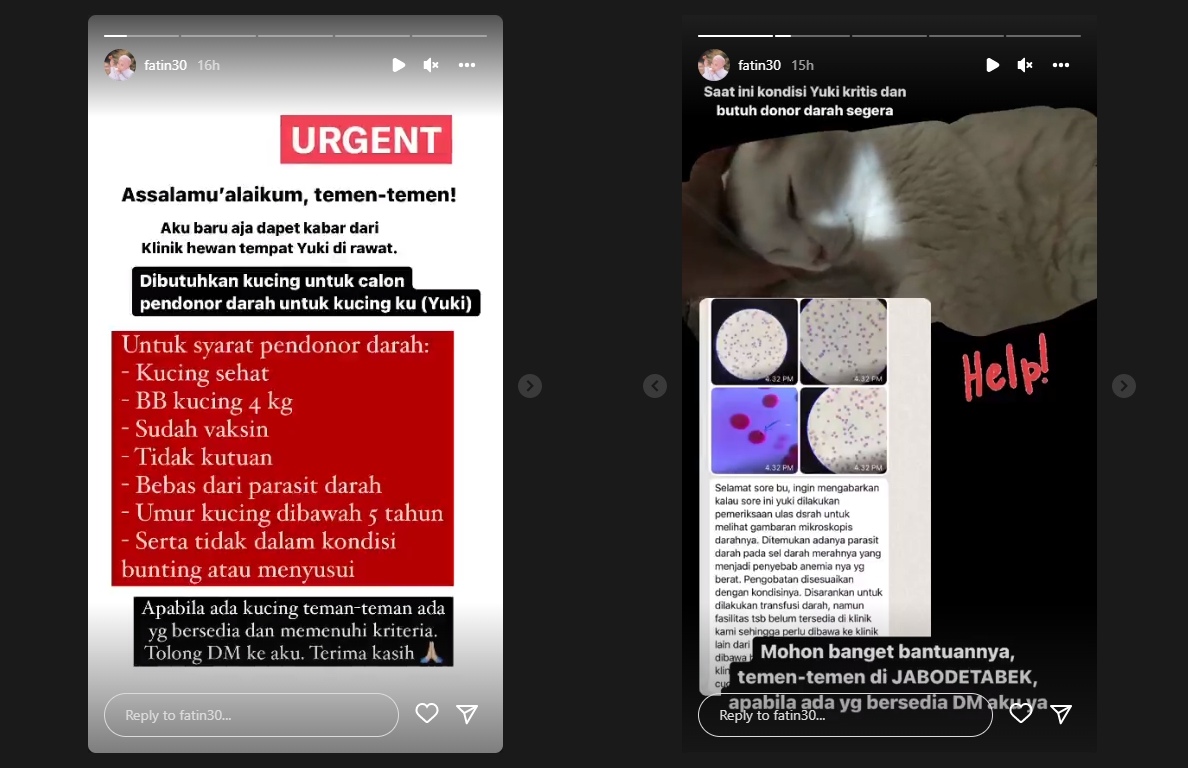 Fatin Shidqia Sempat Panik Butuh Donor Darah untuk Kucingnya: Drama Bolak-balik Klinik