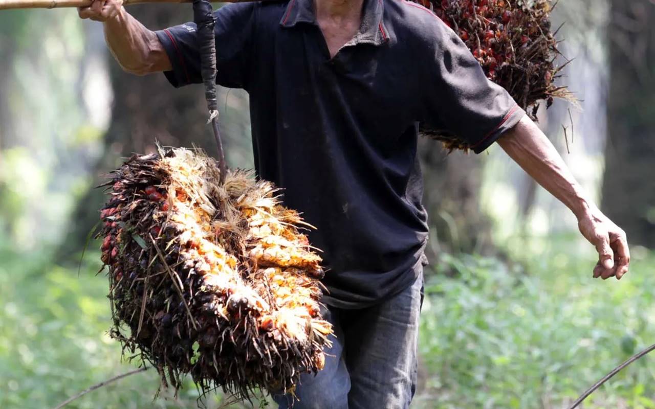 Bupati Mukomuko Dukung Penangkapan 40 Petani Sawit, Minta Waktu Cari Jalan Keluar
