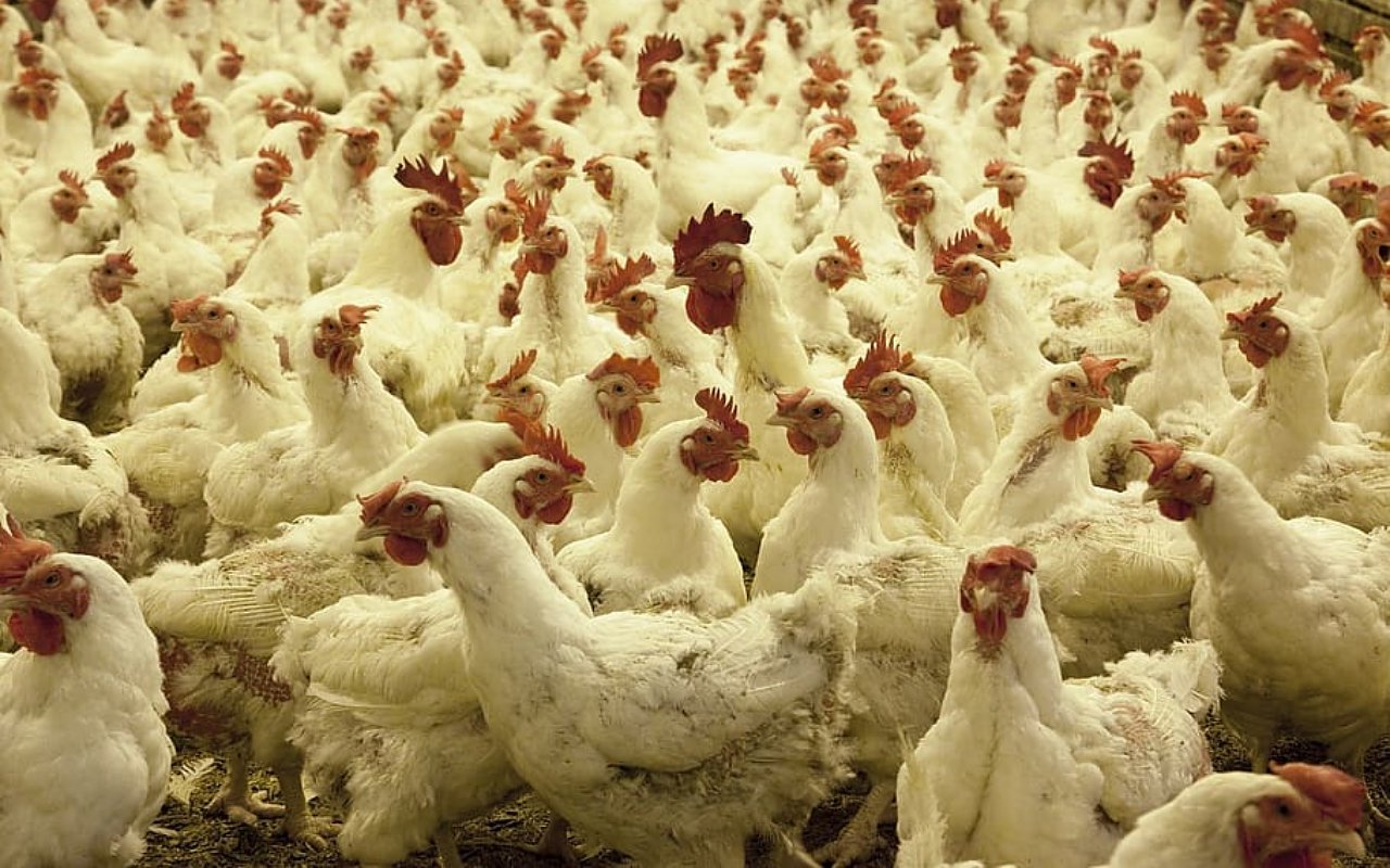 Warga Desa Mekar Mulya Lampung Selatan Dikejutkan Puluhan Ayam Mati Misterius, Diminta Waspada