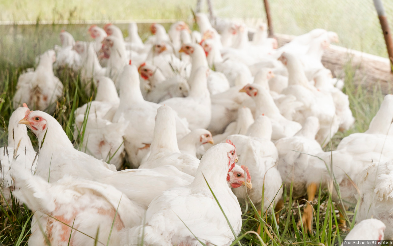 Imbas Larangan Ekspor Malaysia, Singapura Bingung Cari Pasokan Ayam?