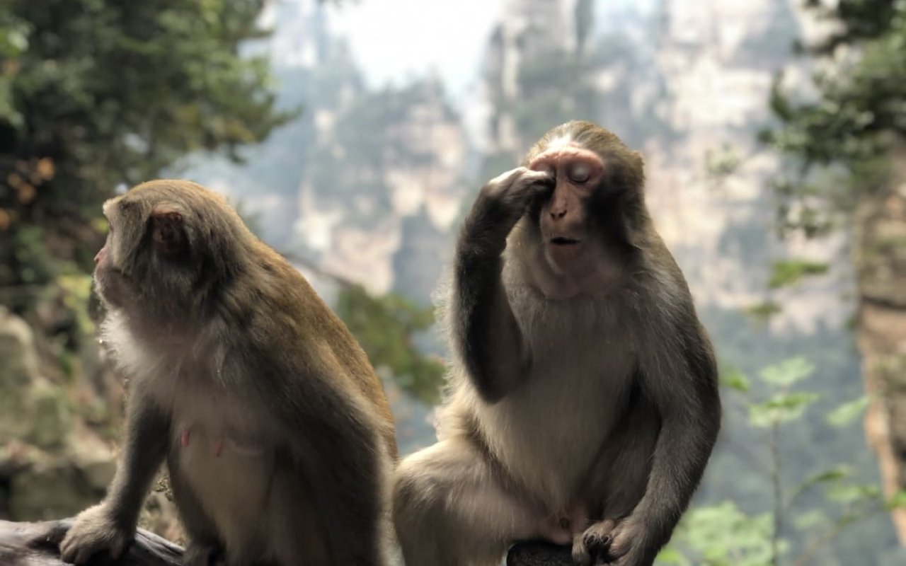 Puluhan Ribu Kera di Thailand Juga Ikuti Tes Cacar Monyet, Apa Hasilnya?