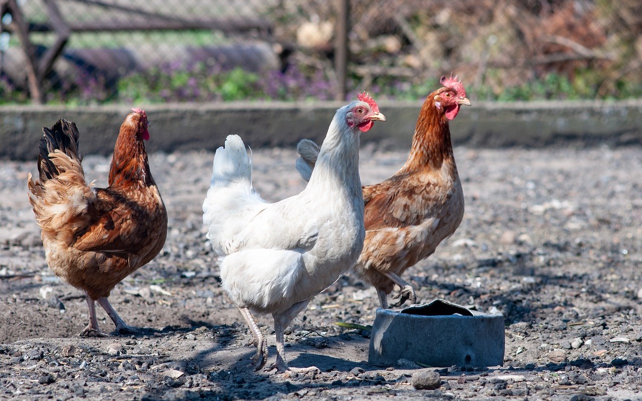 Malaysia Longgarkan Larangan Ekspor Ayam Usai Tuai Protes