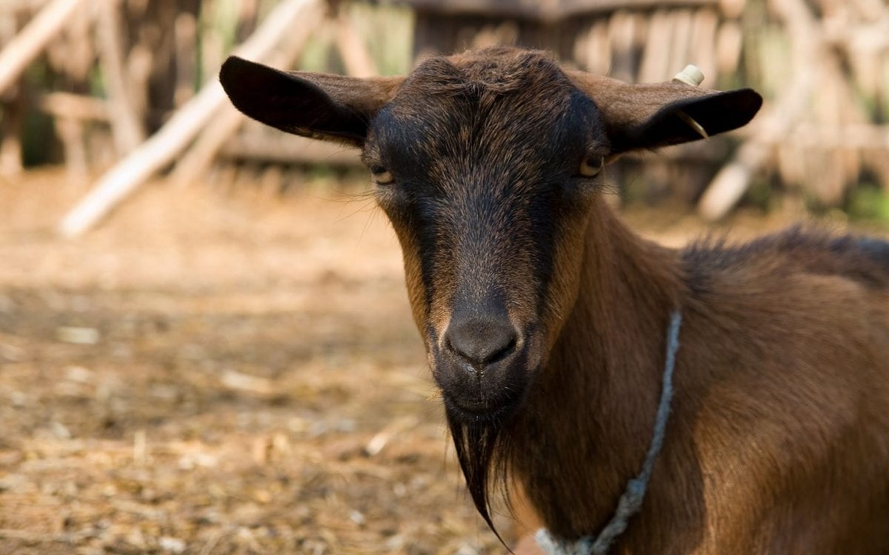 Heboh 97 Bangkai Kambing Terjangkit PMK Dibuang ke Sungai Serang Semarang, Berasal dari Sumatera?