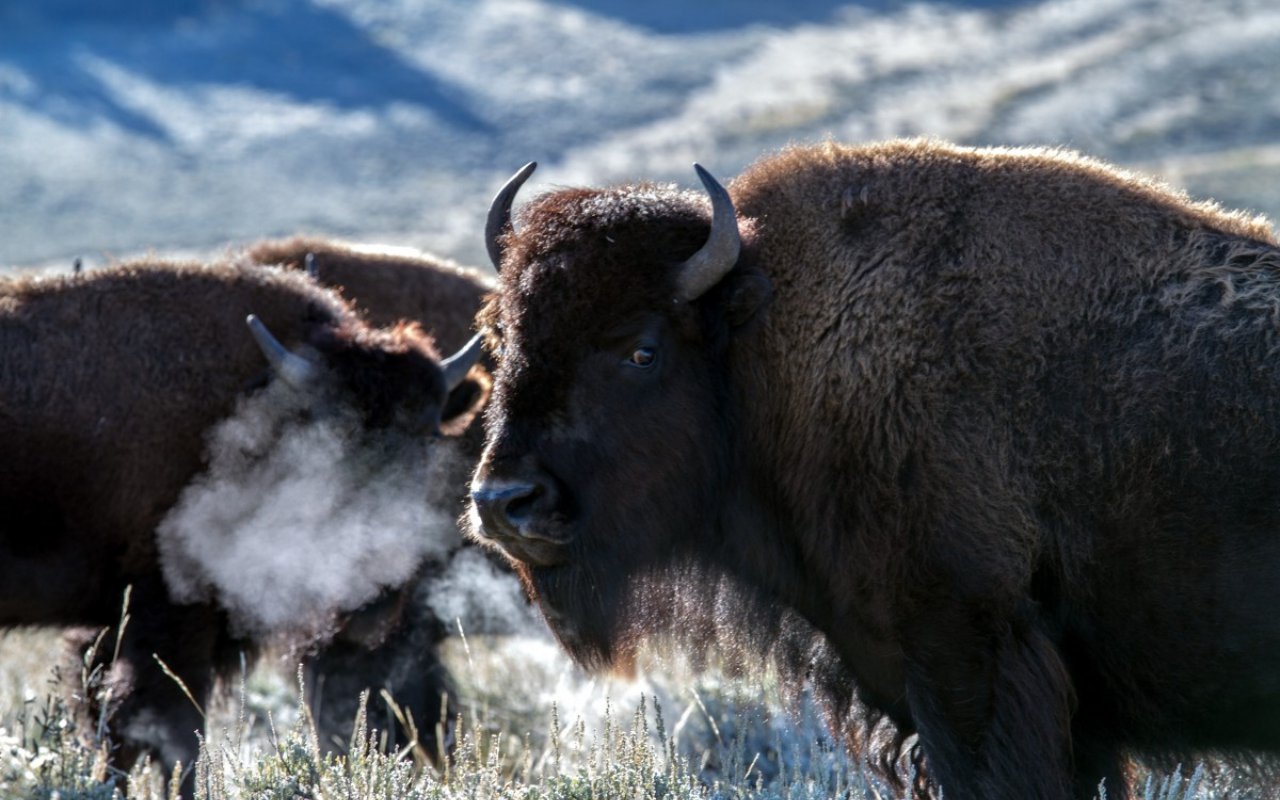 Ngeri! Wanita 71 Tahun Asal Pennsylvania Ini Ditanduk Bison Yellowstone