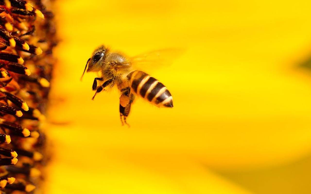 Australia Musnahkan Jutaan Lebah untuk Selamatkan Industri Madu