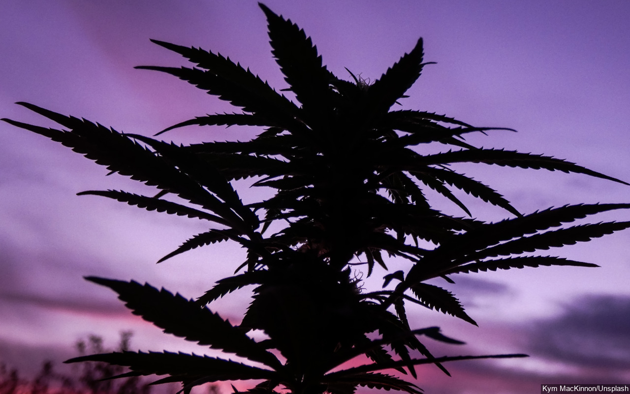 MUI Isyaratkan Bolehkan Penggunaan Ganja Medis, Mengacu Pada Hukum Nikotin