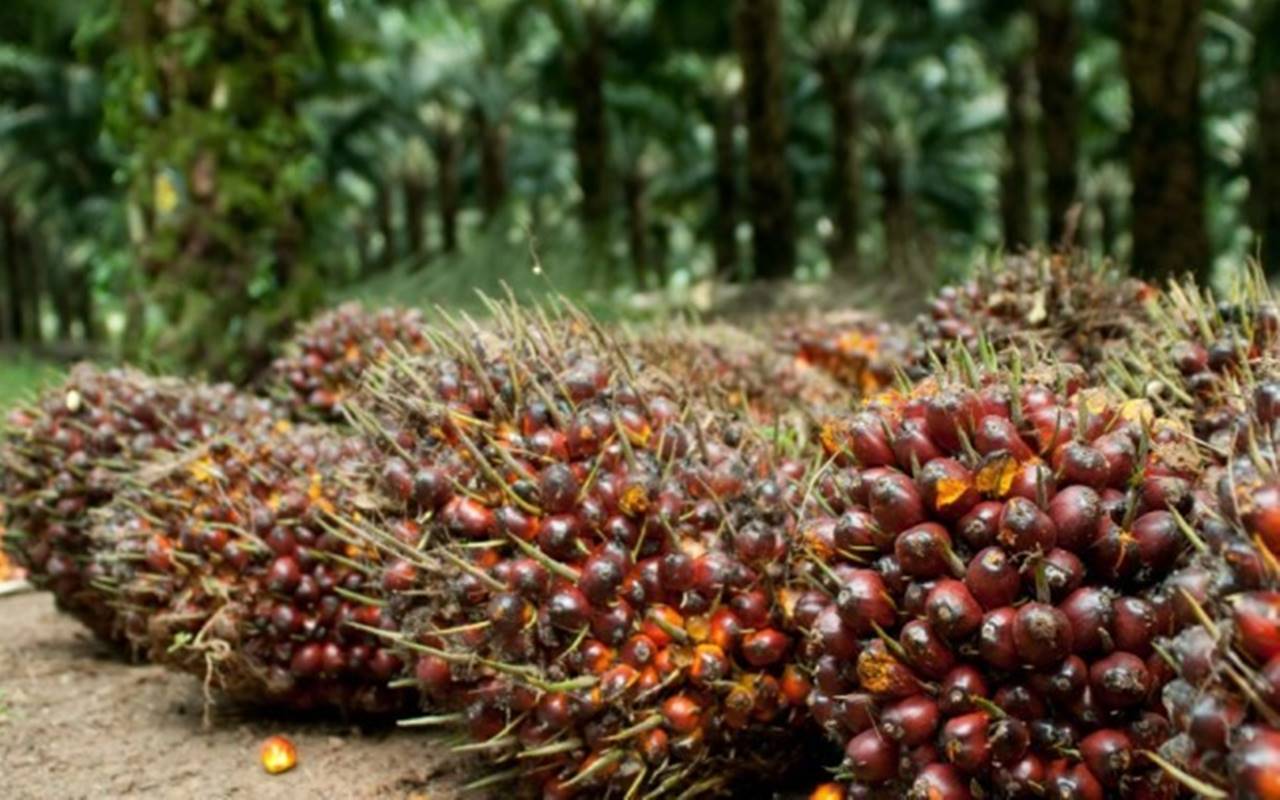 Petani Indonesia Kini Lebih Pilih Jual Sawit ke Malaysia Akibat Harga TBS Nasional Anjlok?