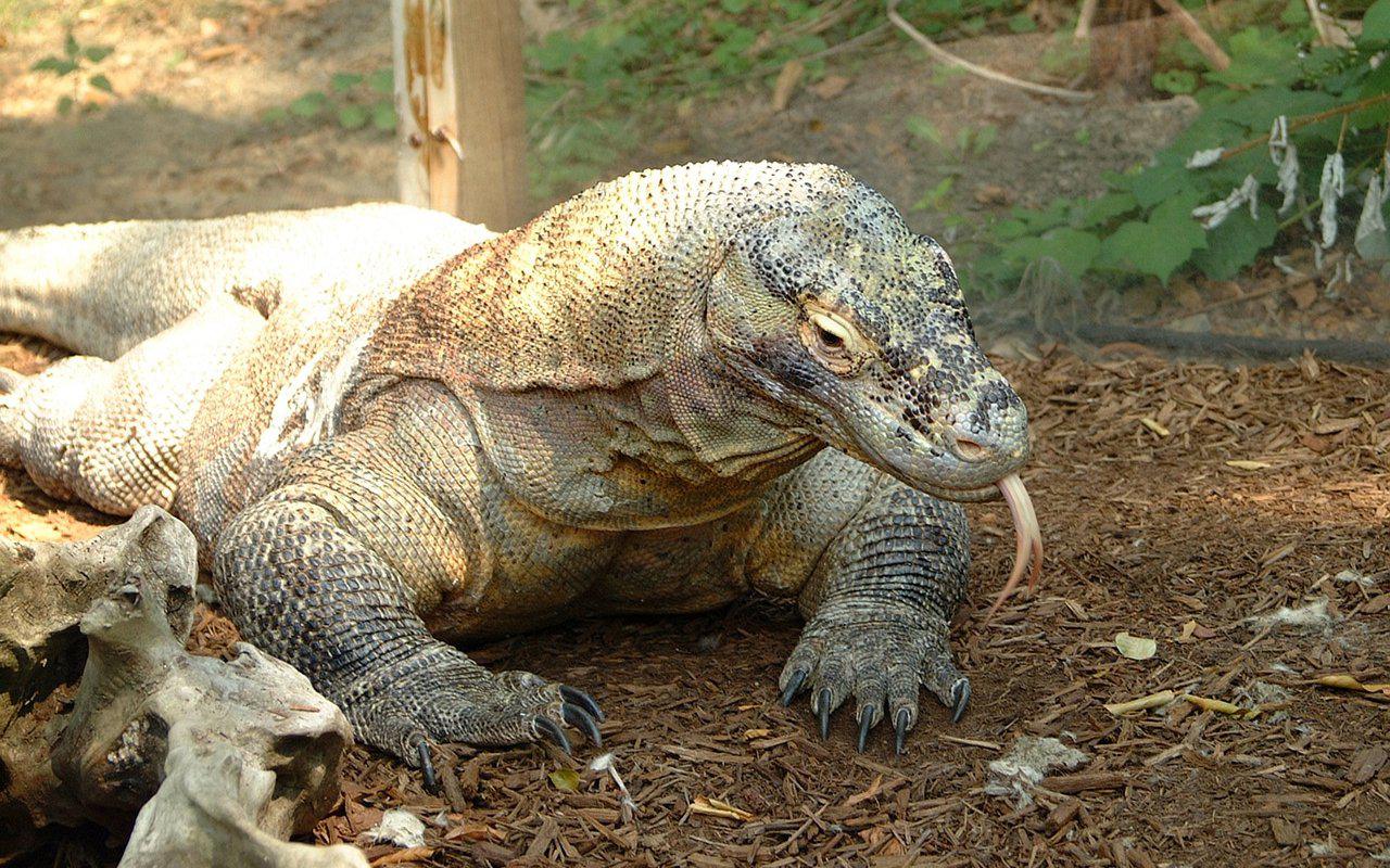 Tarif Masuk Pulau Komodo Naik Jadi Rp 3,75 Juta Mulai 1 Agustus, Pelaku Pariwisata Menolak