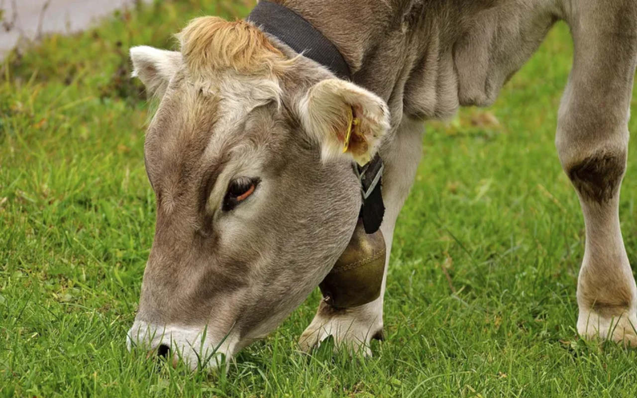 Cara Unik Penjual Sapi di Tanjung Priok Yakinkan Pembeli Hewan Kurban Sehat Bersertifikat