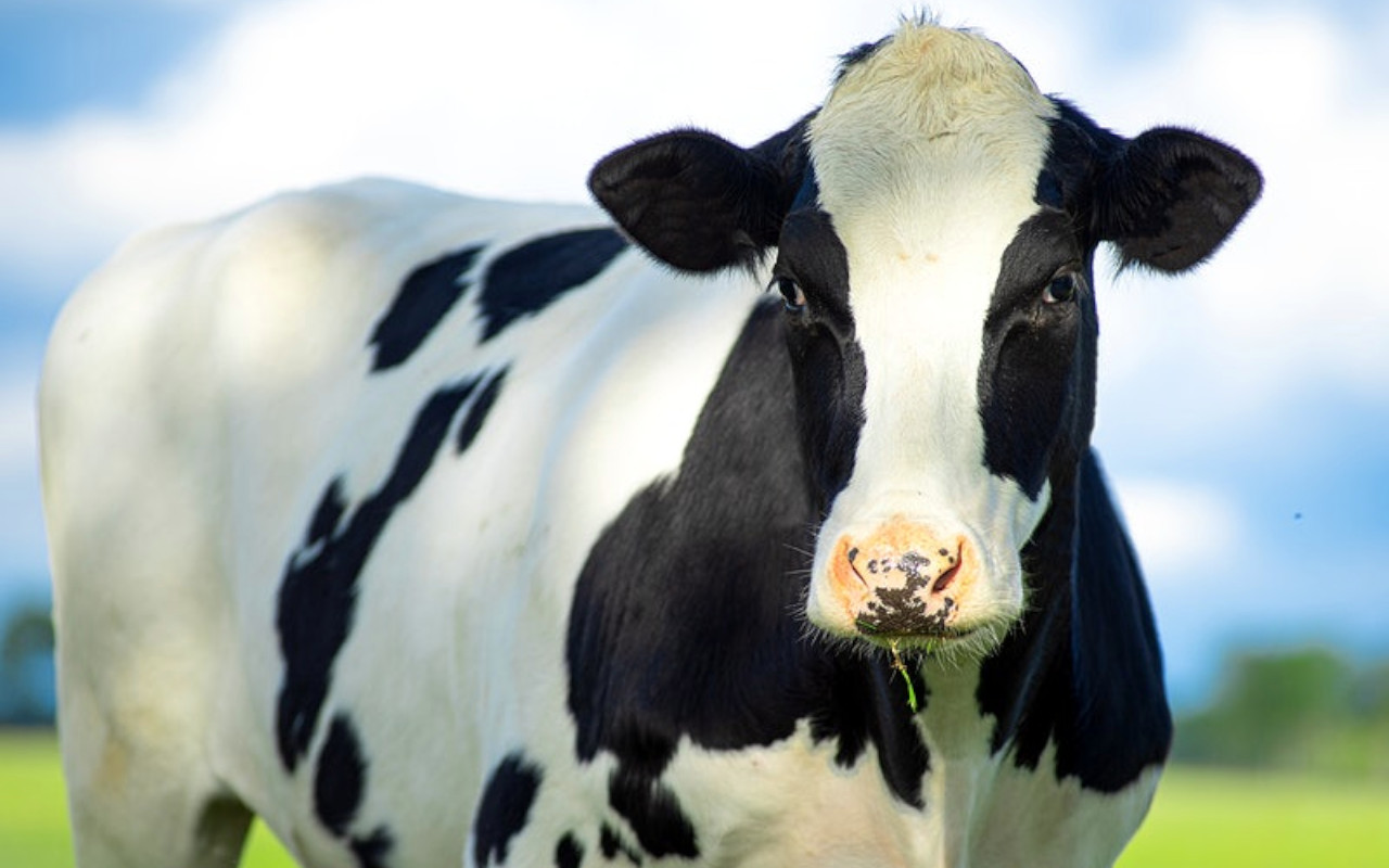 35 Ekor Sapi Kurban Siap Dibagikan Presiden Jokowi ke Berbagai Daerah untuk Idul Adha 2022