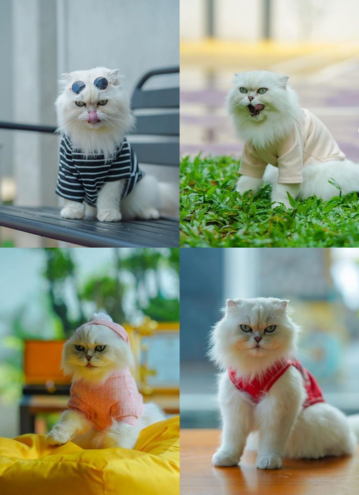Baim Wong Dandani Kucing Peliharaan Ala Cewek Mamba, Kue, dan Bumi, Mana Paling Gemas?