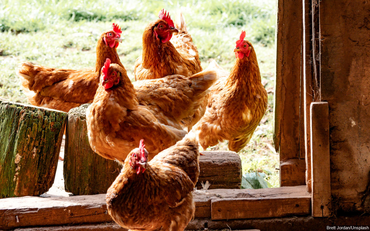 Malaysia Siap Impor Ayam Beku Tekan Harga Dalam Negeri