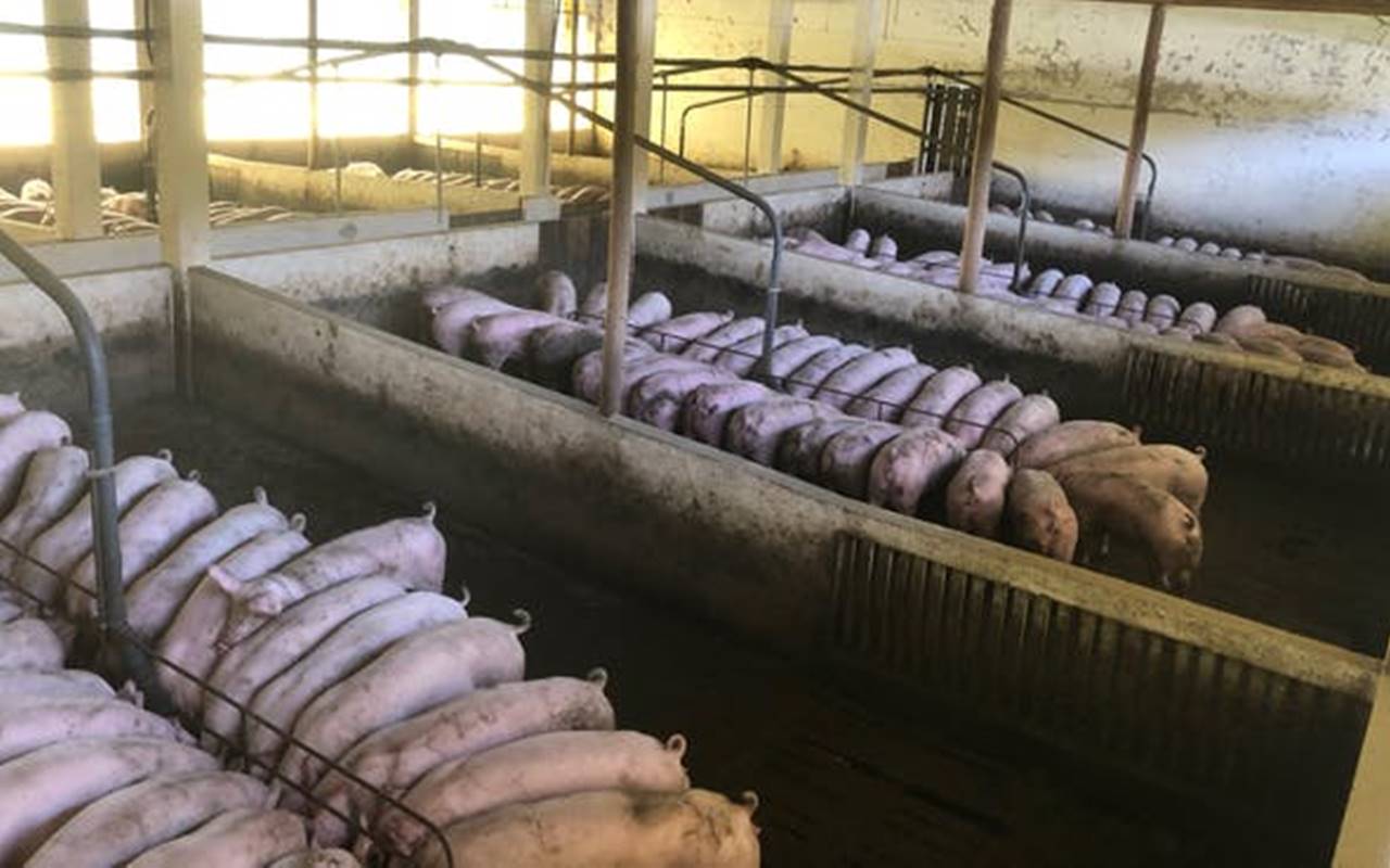 PMK Belum Kelar, 100 Ribu Lebih Ternak Babi di NTT Mati Terpapar African Swine Fever