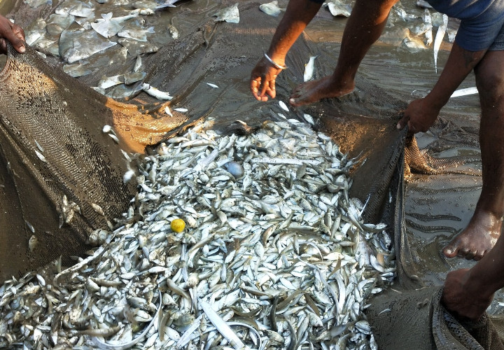 Penangkapan Ikan Secara Berlebihan