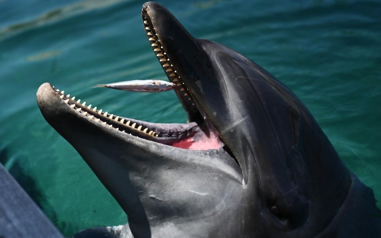 2 Orang Pengunjung Diserang Lumba-lumba Saat Berenang di Pantai Fukui Jepang