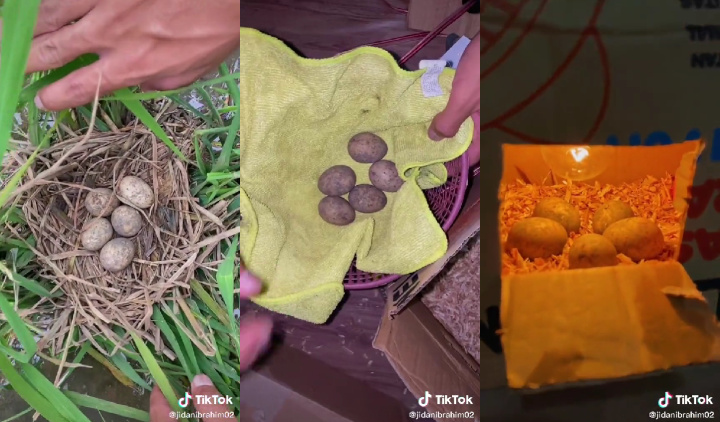 Tak Berhenti Pelajari Ilmu Binatang