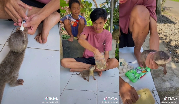 Tips Merawat Binatang Peliharaan Buat Para Pemula