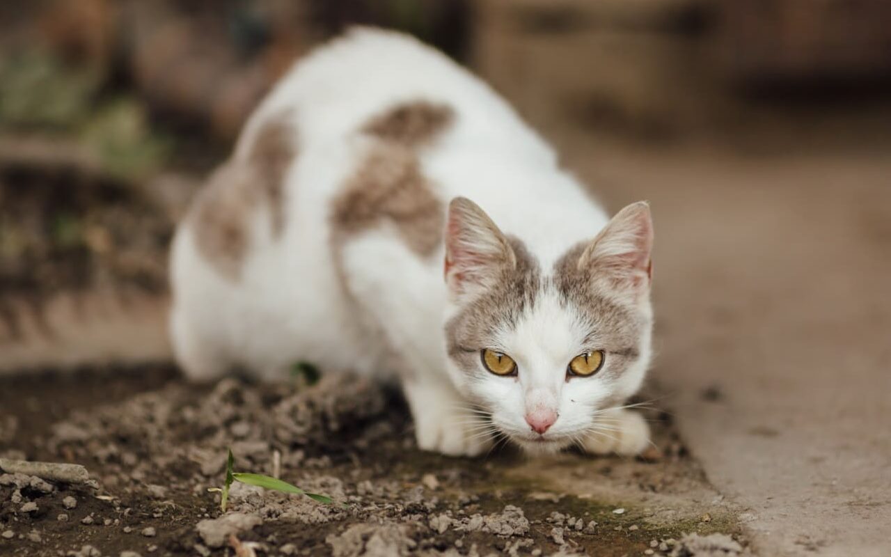 Viral Penembakan Kucing di Sesko TNI Bandung, Brigjen NA Sang Pelaku Disebut Ingin Jaga Kebersihan