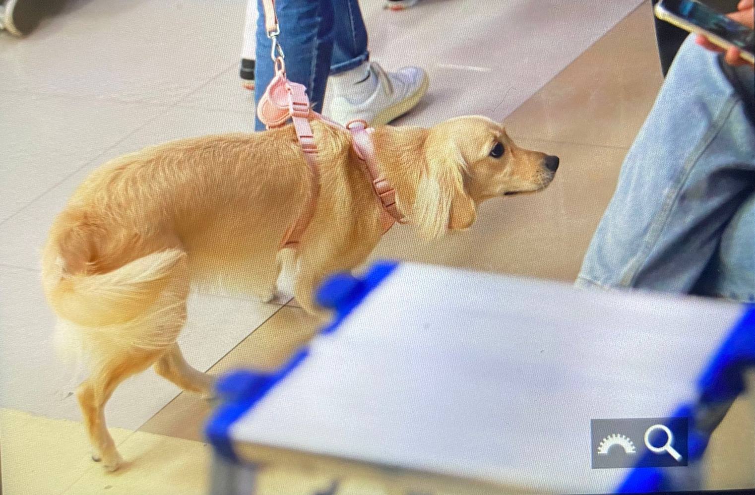 Anjing yang membuat Karina aespa gemas