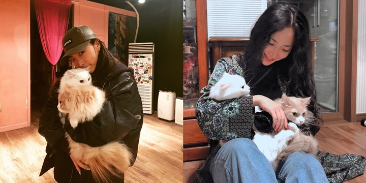 <i>Cat Lover</i> Garis Keras