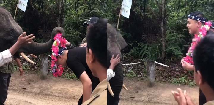 Sambutan Hangat Gajah