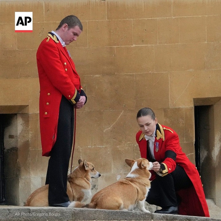 Hadirnya Royal Corgi Selama Proses Pemakaman