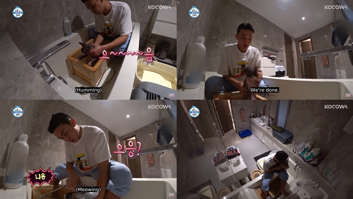 Telaten Memandikan Kucing