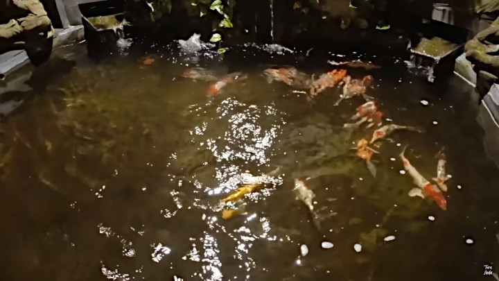 Kolam Ikan