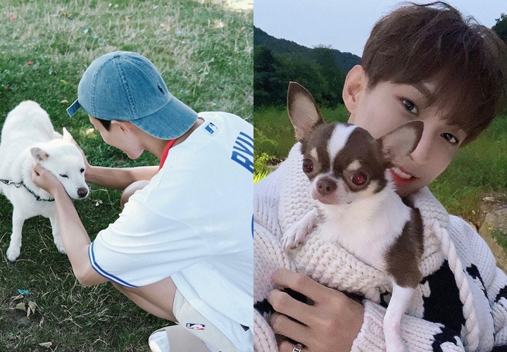 Pecinta Anjing