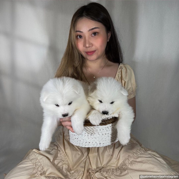 Dog Lover Garis Keras