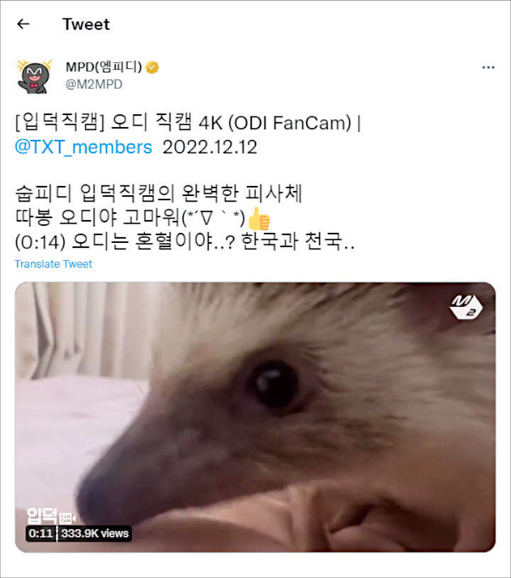 Nge-Hits, Landak Peliharaan Soobin TXT Sampai Dibuatkan Fancam Sendiri