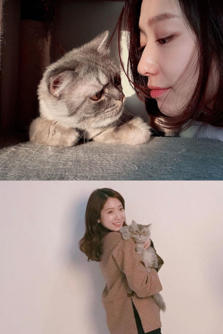 Disebut Keluarga Kucing