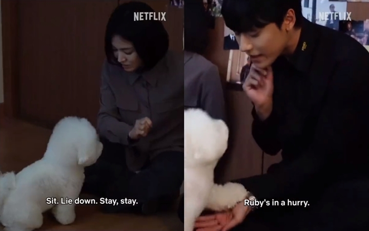 Kedekatan Lee Do Hyun Dengan Anjing Song Hye Kyo Curi Perhatian