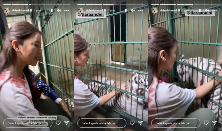 Alshad Ahmad Gemas Lihat Tiara Andini Manjakan Selen Si Harimau Putih Alshad Ahmad Gemas Lihat Tiara Andini Manjakan Selen Si Harimau Putih