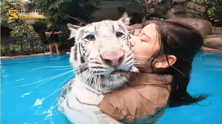 Tiara Andini Bikin Ngeri Kala Gendong dan Ciumi Selen Harimau Alshad Ahmad