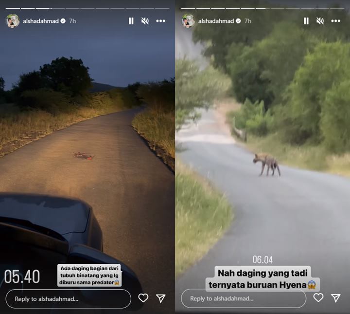 Lutut Alshad Ahmad Lemas Usai Diintai Hewan Saat Safari di Afrika