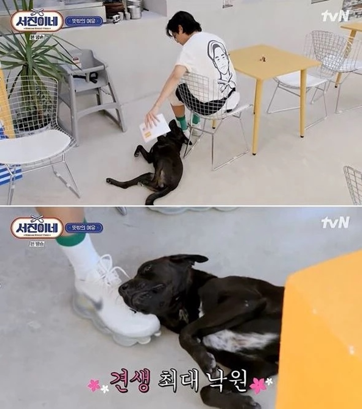 V BTS Dibantah Biayai Perawatan Anjing Terlantar \'Jinny\'s Kitchen\'